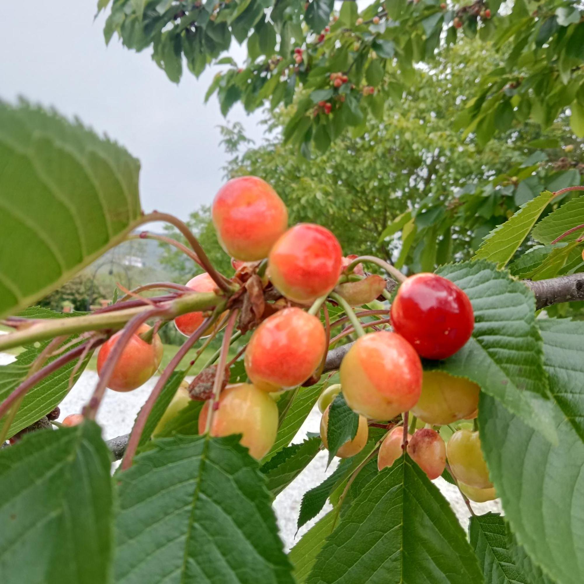 Agriturismo Bric Di Gai 蒙福特达尔巴 外观 照片